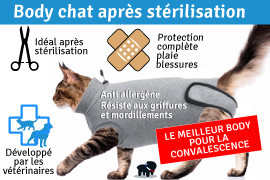 Body pour chat