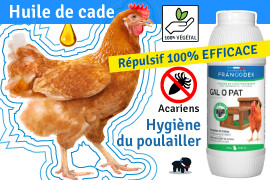 L'huile de cade, quelles utilisations pour les poules