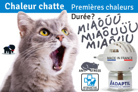 femelle chat chaleur