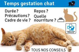 duree de gestation du chat