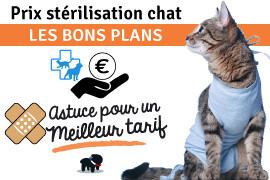 prix pour stérilisation chat