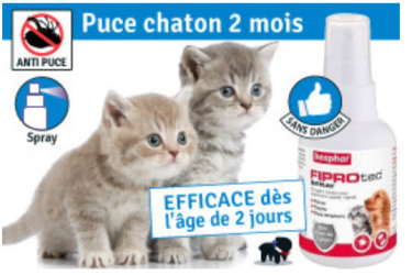 Chaton infesté de puce ! Agir vite !