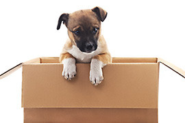 rendre un chiot propre