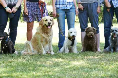 Comment éduquer et dresser son chien ?  A qui s’adresser ?