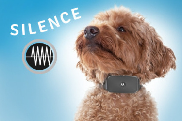 ultrason pour chien