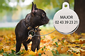 Médaille chien gravée