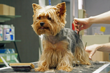 tondre un chien