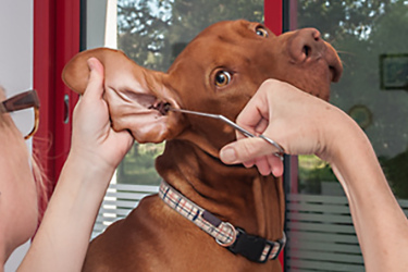 Comment nettoyer les oreilles de son chien ?