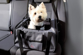 transport chien voiture