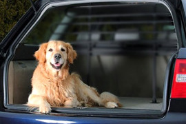 Chien malade en voiture