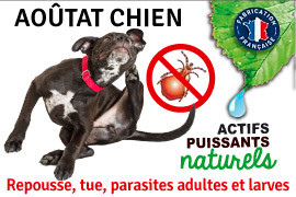 aoutat chien