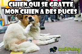 Chien qui se gratte, mon chien a des puces