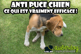 Anti puce chien, ce qui est vraiment efficace