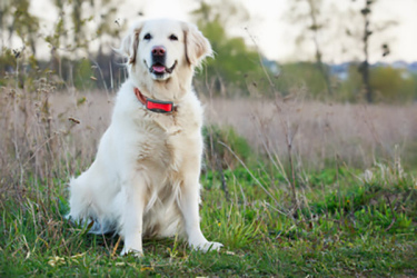 Collier GPS chien