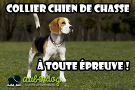 Collier pour chien de chasse, à toute épreuve !