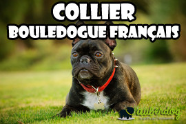 Collier bouledogue francais