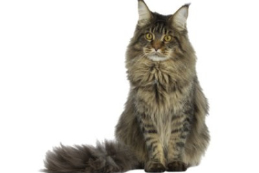 Maine coon