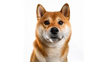 Shiba Inu