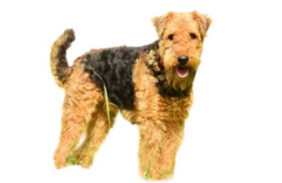 Airedale Terrier