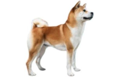 Akita Inu