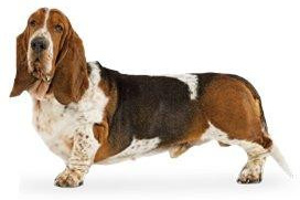 Basset Hound