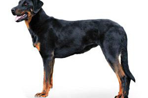 Beauceron