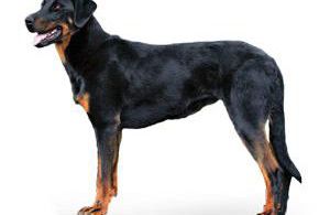 Beauceron