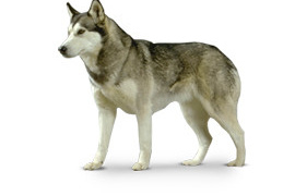 Husky