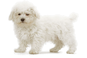 Bichon frisé