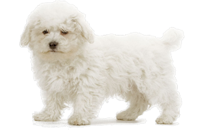 Bichon Frisé