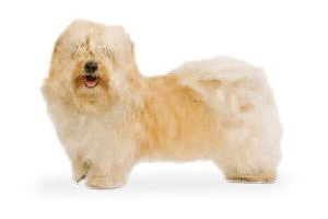 Bichon havanais