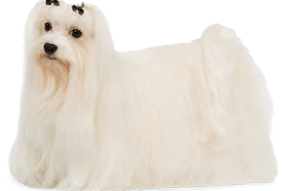 Bichon maltais