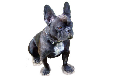 Bouledogue français