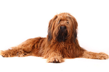 Briard