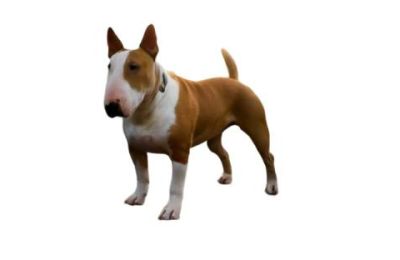 Bull Terrier