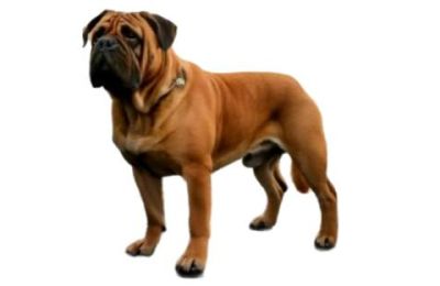 Bullmastiff