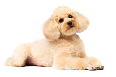Caniche