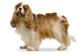 Cavalier King Charles