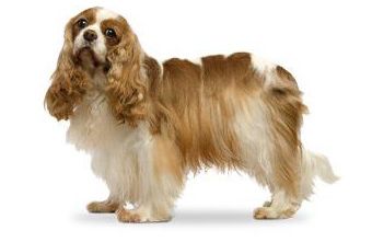 Cavalier King Charles