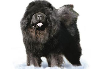 Chow Chow