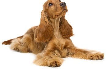 Cocker Spaniel Anglais