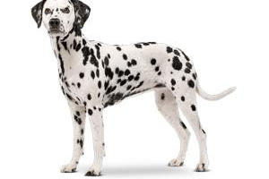 Dalmatien