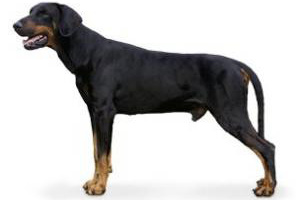 Dobermann