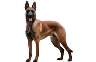 Malinois