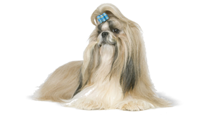 Shih Tzu