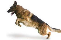 Berger allemand