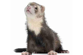 Furet