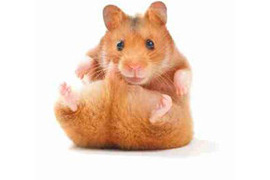 Hamster