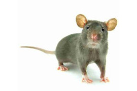 Rat