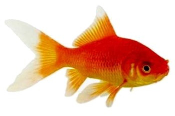 Poisson rouge 
